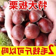 新鲜现摘生栗子带壳野生整箱蔬菜批发3/5/6斤