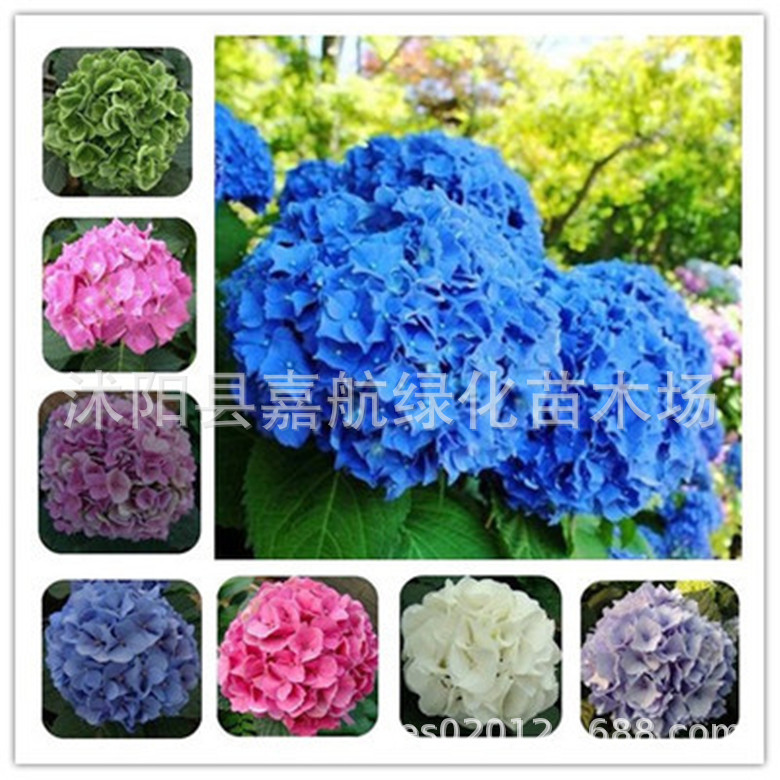 绣球花种籽子八仙花种四季播种开花易活盆栽庭院无尽夏绣球花种子