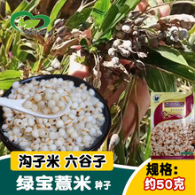 薏米种子 红薏米 薏苡 苡仁 壳薏米 薏米仁种子 草珠子种子