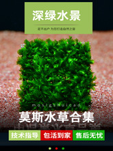 鱼缸莫斯水草植物活体慕斯片散装莫丝树球沉木大三角垂泪美凤徐萍