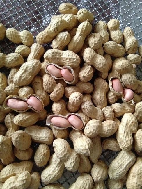 2021年新货散装生花生小籽小日本小珍珠花生带壳花生一件代发