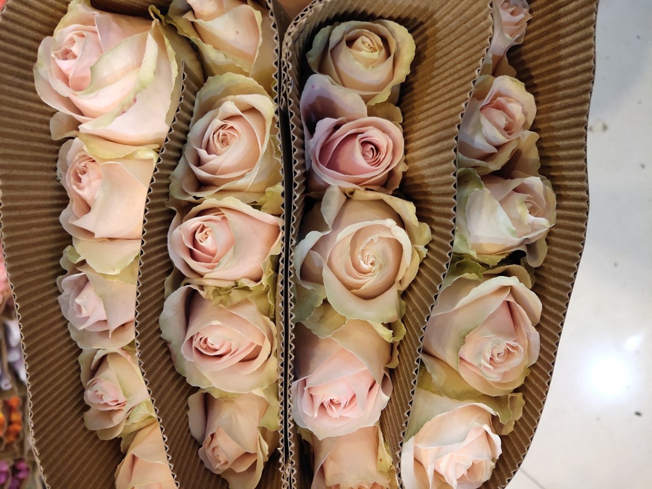 粉雪山玫瑰花束粉红鲜花云南直发直批昆明基地插花真花水养