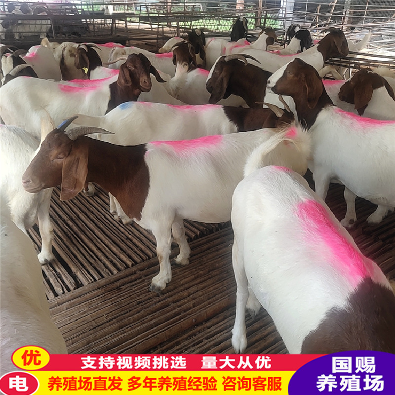 出售纯种波尔山羊活体出售杜泊绵羊黑山羊种羊成年羊