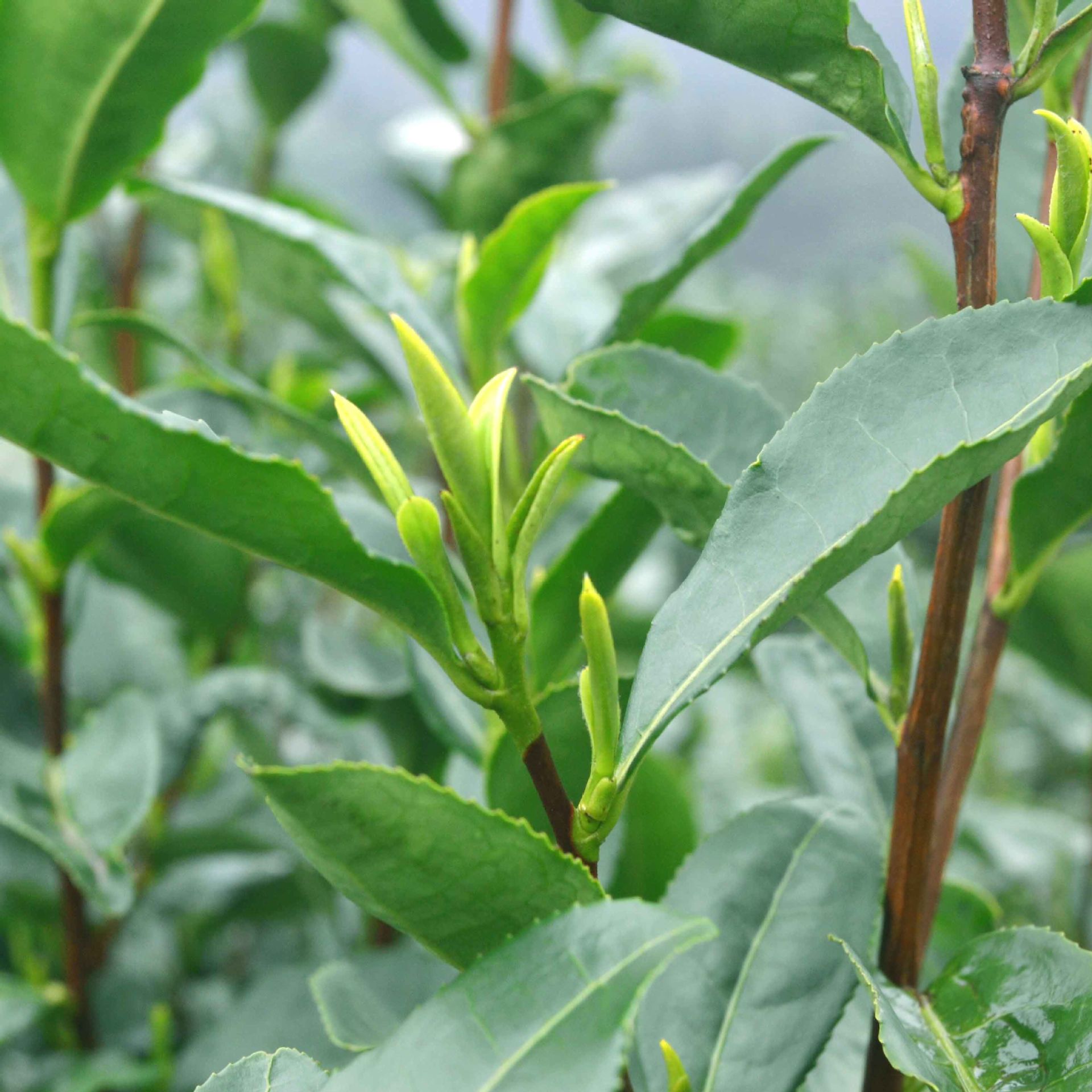 特级新茶图片-海量高清特级新茶图片大全 - 阿里巴巴