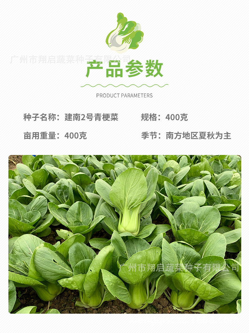 建南2号青梗菜种子金品二号上海青种籽大头束腰蔬菜种孑公司批发
