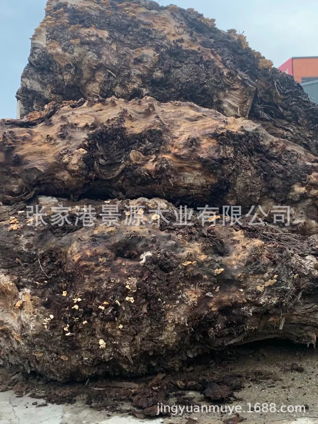 欧枫树瘤疤料 树瘤 欧枫木 河流桌欧风木原木工艺品 大板材