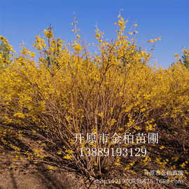东北连翘 丛生连翘10-30分枝 东北连翘杯苗 播种小苗 连翘球