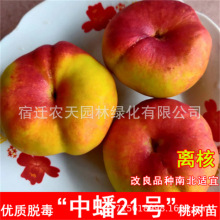 中蟠桃鹰嘴桃树苗嫁接大果地栽桃苗水蜜桃盆栽黄桃南北方种植冬桃