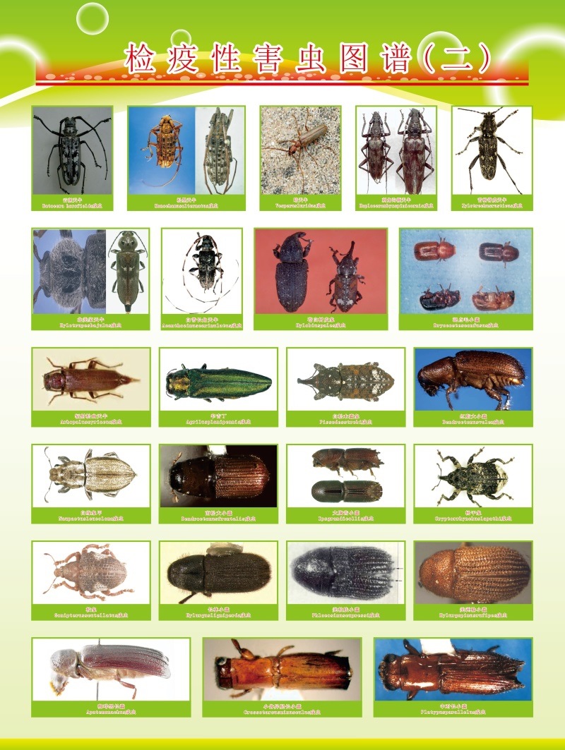 生活百科害虫昆虫展示虫子叶子动物图片害虫图谱海报印制展板