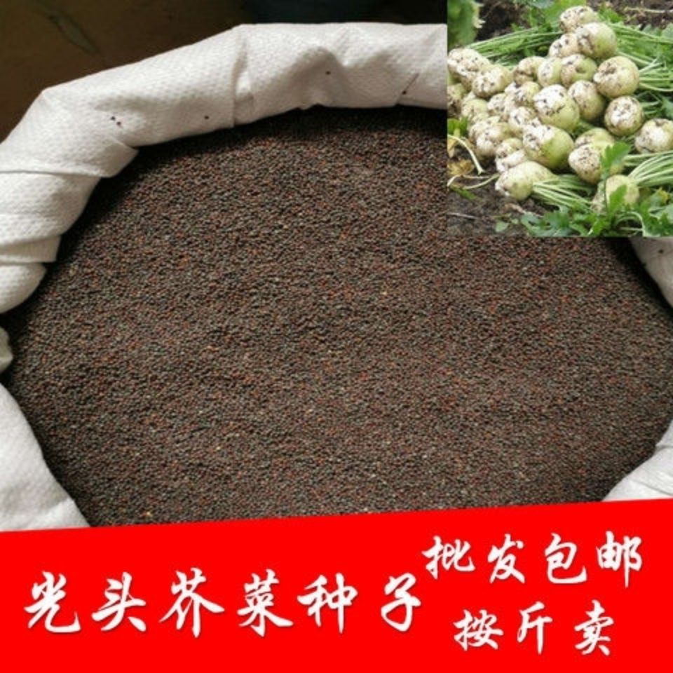 光头芥菜种子一斤半斤50克大头菜种子芥菜疙瘩种子榨菜四季菜种子