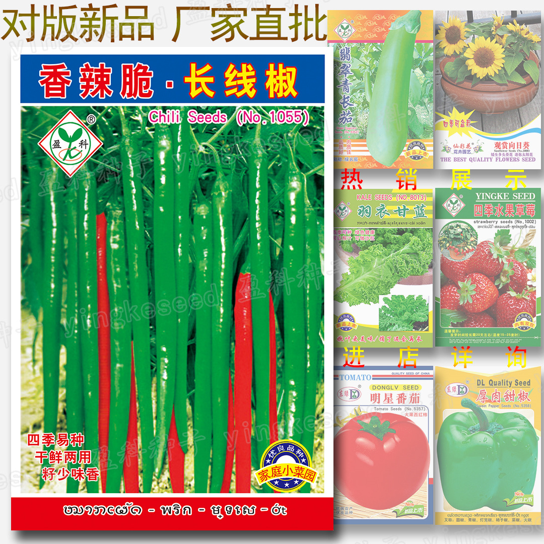 长线椒种子 约50粒 味香辣脆 长线辣椒种子 干鲜两用辣椒种子籽少