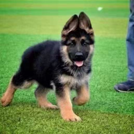 德牧犬幼犬狗狗活物德国牧羊犬黑背小狗崽真狗小奶狗军犬-阿里巴巴