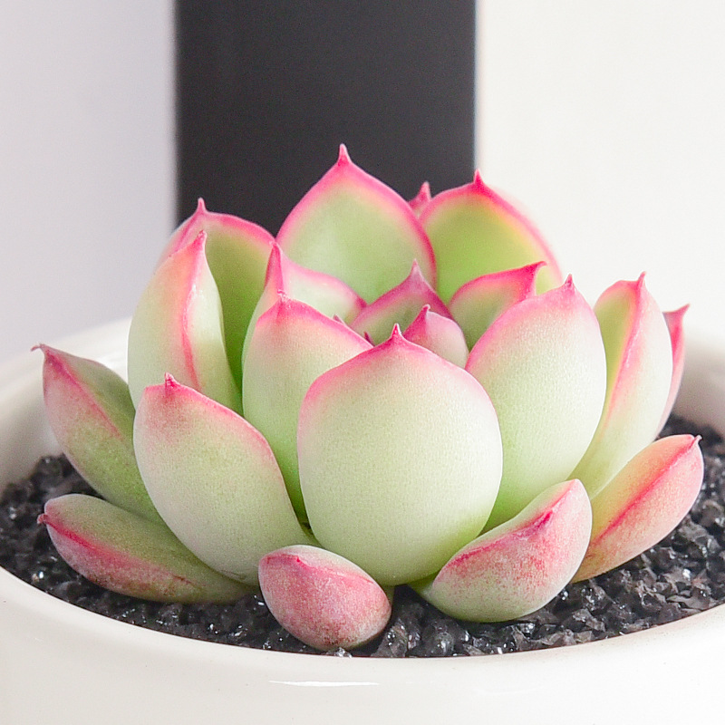 花月夜 多肉植物组合盆栽肉嘟嘟室内花卉肉肉植物易成活多肉