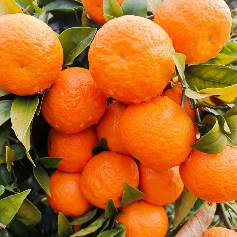 广西武鸣沃柑蜜橘子新鲜水果现摘现发当季桔子皇帝丑柑橘整箱包邮