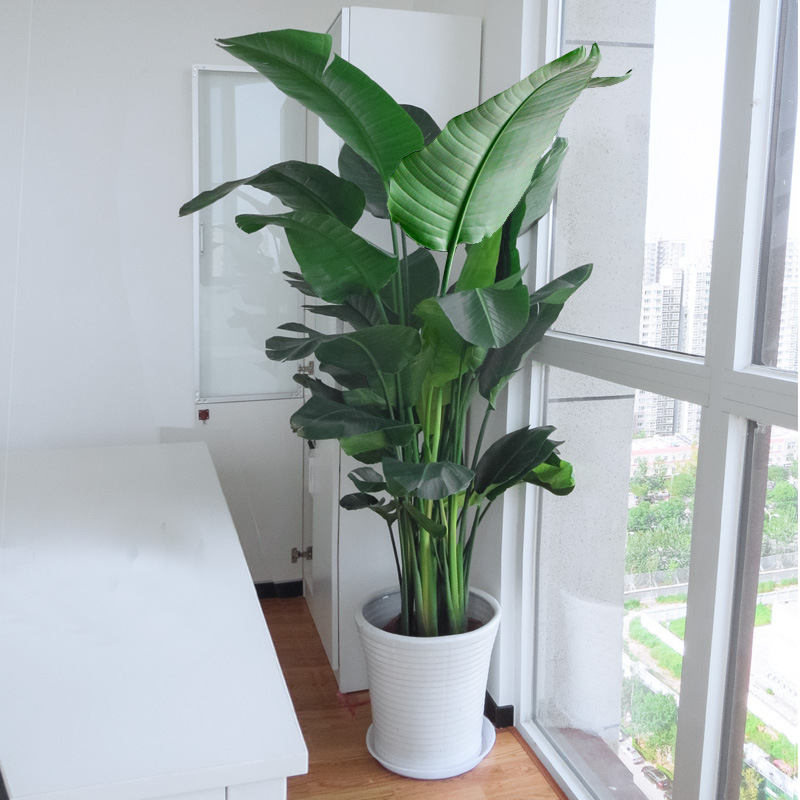 天堂鸟绿植盆栽植物花卉办公室室内客厅大叶大型北欧鹤望兰北京