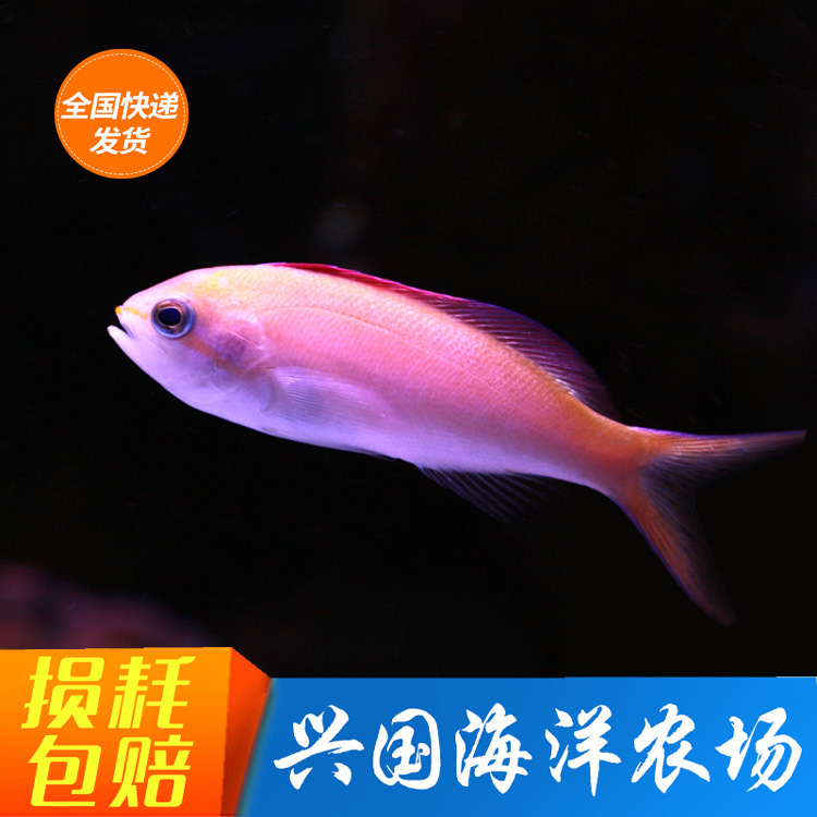紫罗兰 海金鱼 海水鱼活体3-5cm珊瑚缸小丑鱼群游不打架快递包活