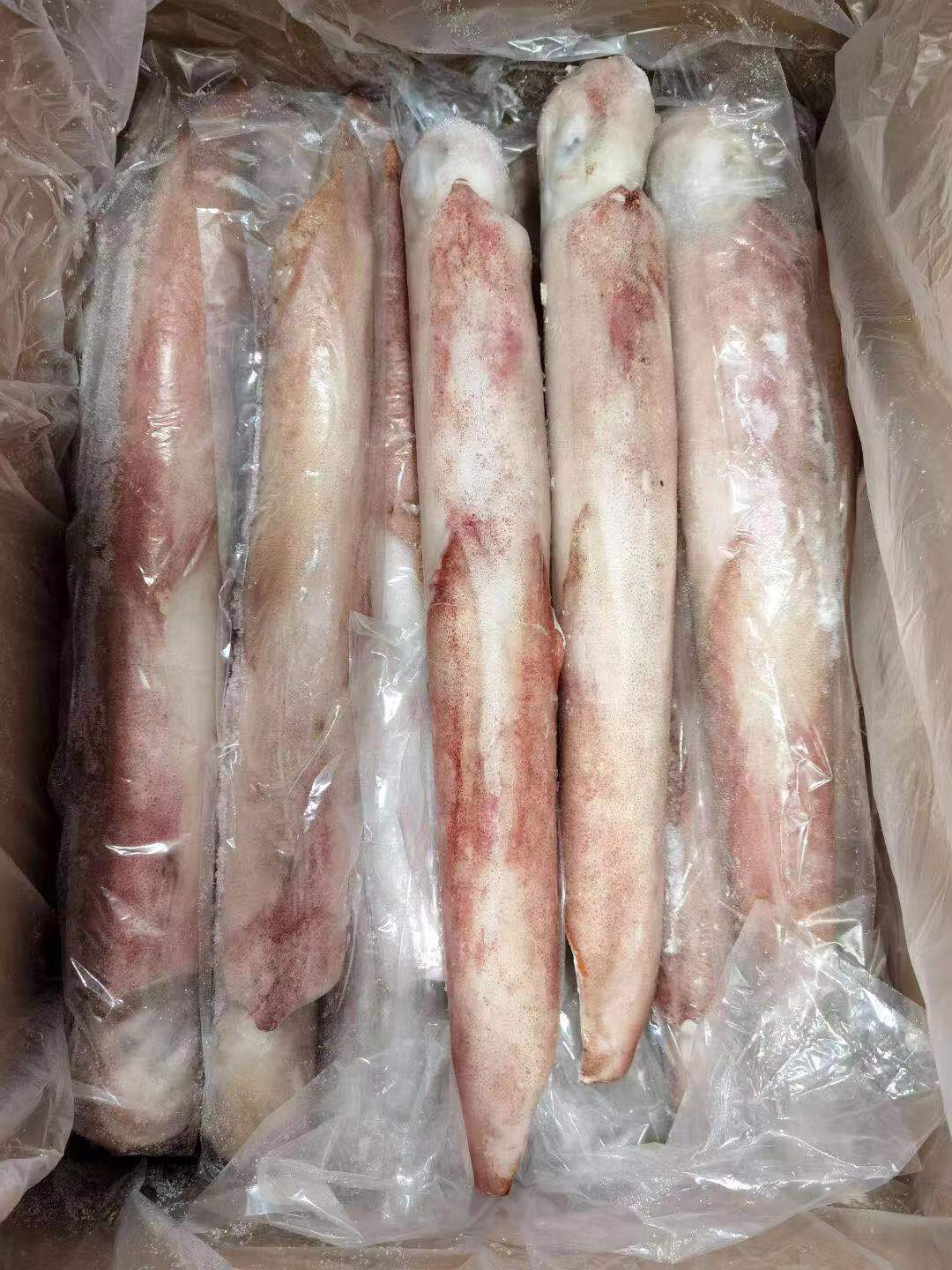 东山海鲜船冻大管鱿鱼手钓大管 鲜活海鲜水产火箭鱿海兔刺身