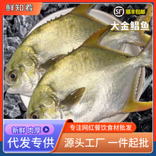 新鲜金鲳鱼鲜活冷冻大金昌鱼平鱼海昌白鲳鱼深海海鲜水产