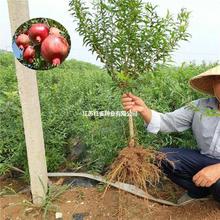 石榴树树苗突尼斯软籽石榴苗盆栽庭院果树特大带土无籽甜石榴树苗