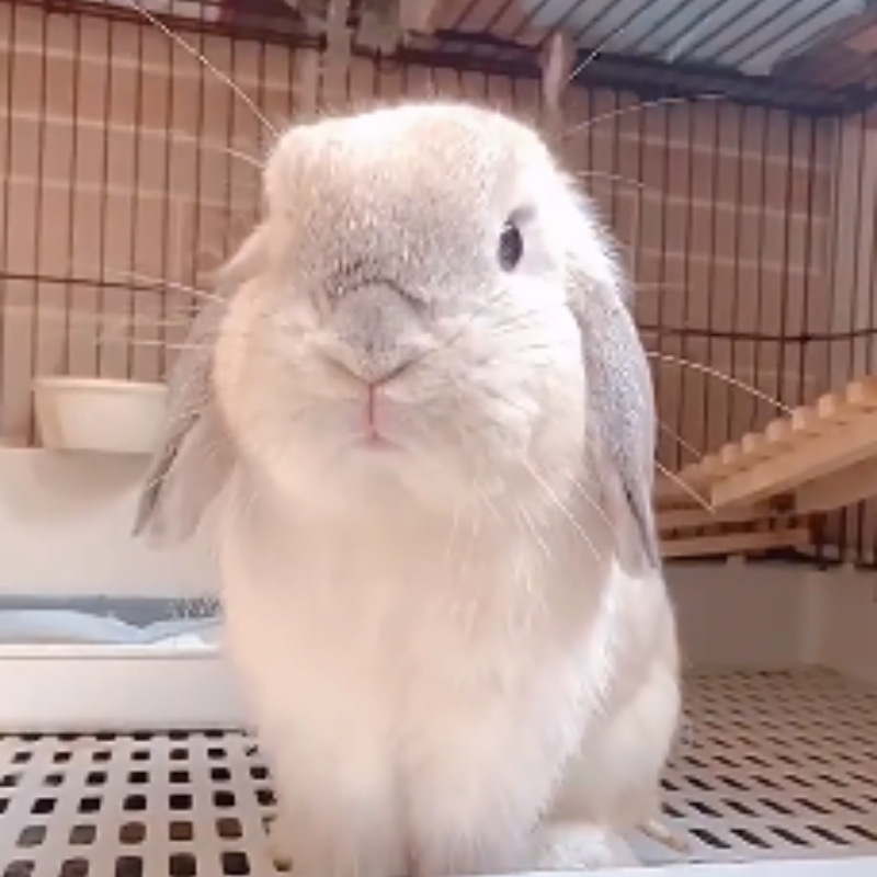 垂耳兔子活物小型兔迷你兔子活体宠物兔进口双血好养