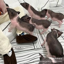 巴马香猪幼崽活体迷你宠物香猪出售 成年育肥香猪多少钱 活动租赁