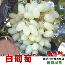 白牛奶葡萄苗马奶提子无核奶油白葡萄树苖南北方四季种植当年结果