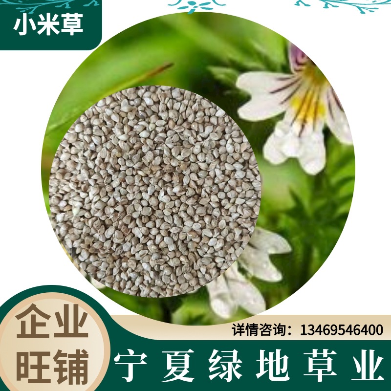 牧草种子作物 国产湖南稷子种子 小米草种子 家稗植物草籽-阿里巴巴