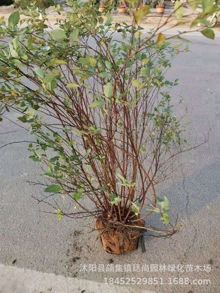 珍珠梅 丛生珍珠梅 东北珍珠梅 喷雪花珍珠梅植物树苗