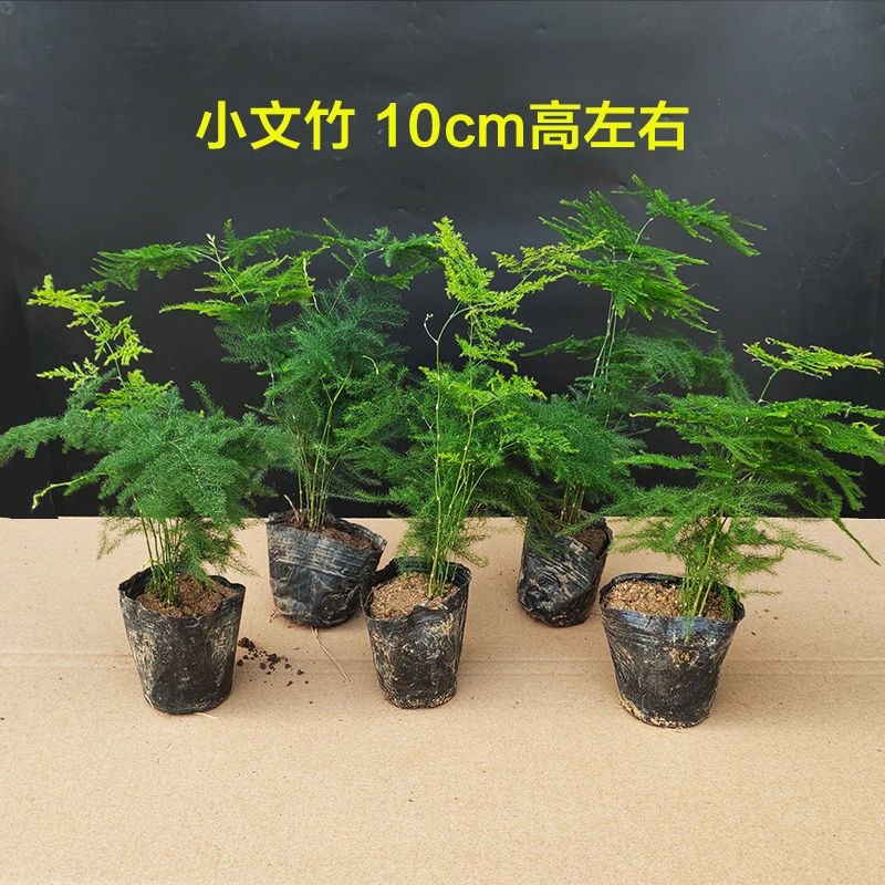 文竹盆栽观赏植物 多肉花卉盆栽两元店2元店货源-阿里巴巴