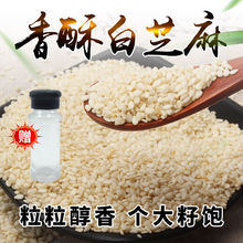 新鲜带皮白芝麻25kg/50斤包邮 出口级生白芝麻商用榨油免洗芝麻粒