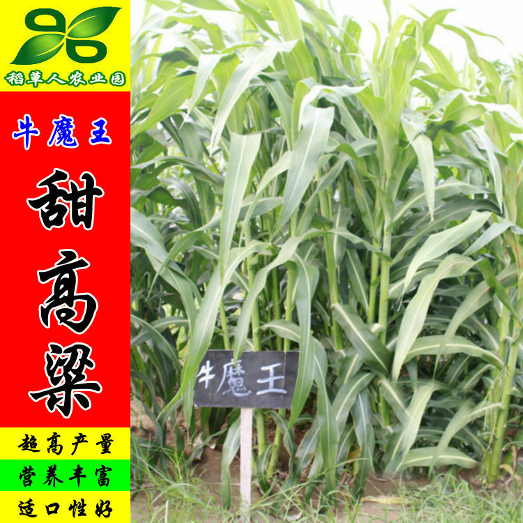 牛魔王饲用甜高粱草种子 进口猪牛羊鸡鸭鹅兔鱼畜青贮饲料牧草籽
