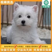 纯种西高地犬幼犬活体软毛刚毛西高地白梗幼崽家养宠物狗西高地犬