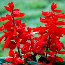 一串红种子工程景观矮串红种籽春秋四季播阳台盆栽易种花卉花种孑