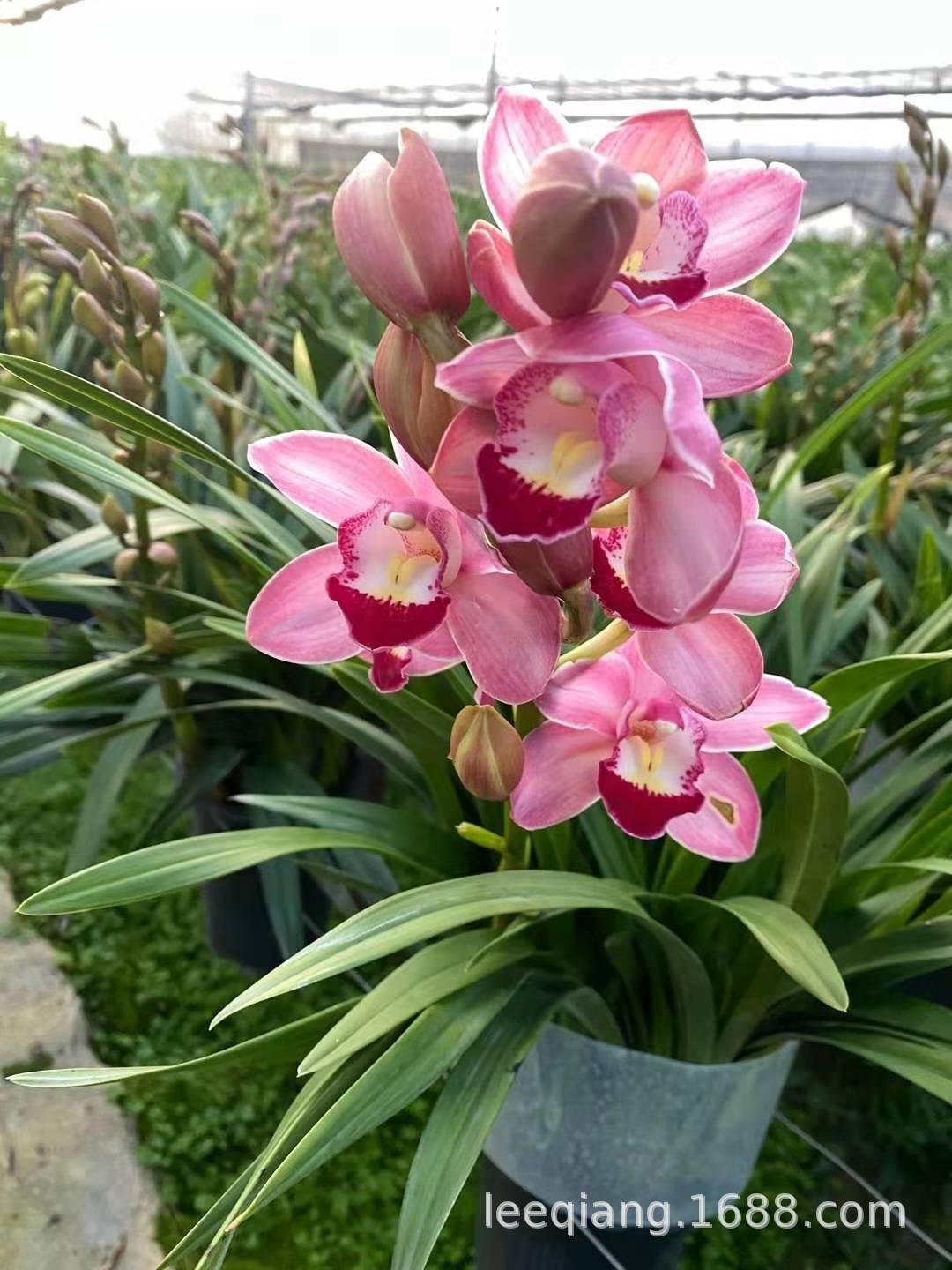 中国龙兰花 大花惠兰新鲜国兰 粉红大红黄色绿植鲜花花卉原盆发货
