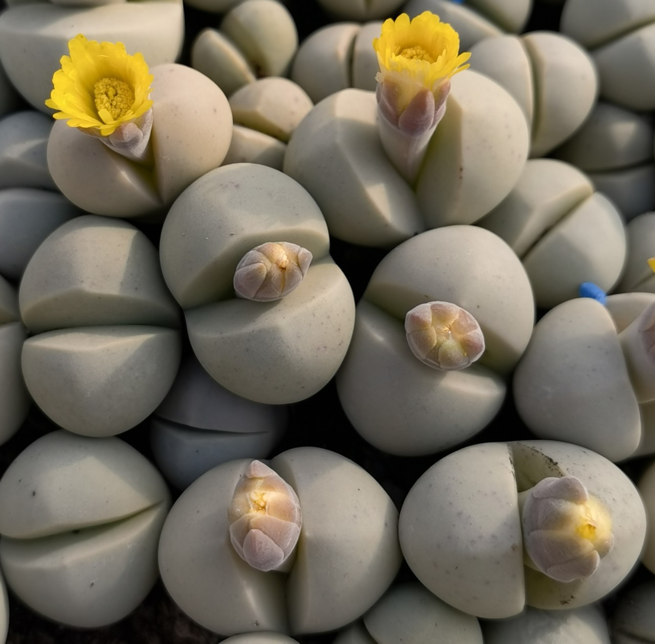 基地大棚直供春桃玉大母本开花株多肉植物花卉绿植小盆栽园艺室内