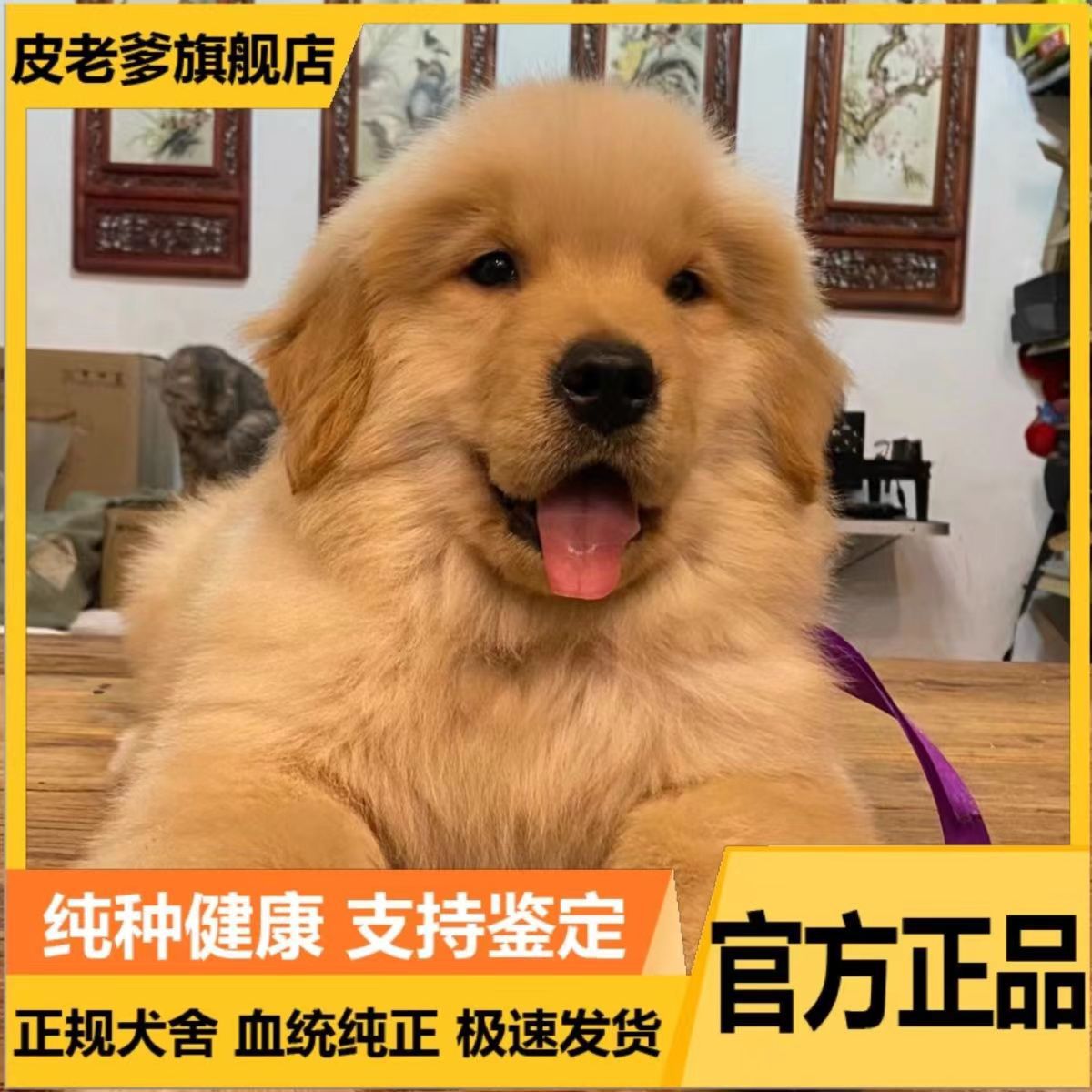 金毛金毛幼犬活体出售金毛幼犬纯种宠物犬赛级双血统拉布拉多幼犬