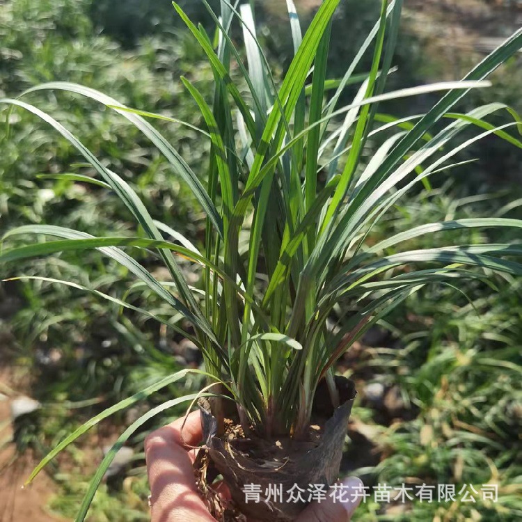 麦冬草四季常绿观赏草耐寒耐旱植物园营养钵露天栽种青州众泽基地