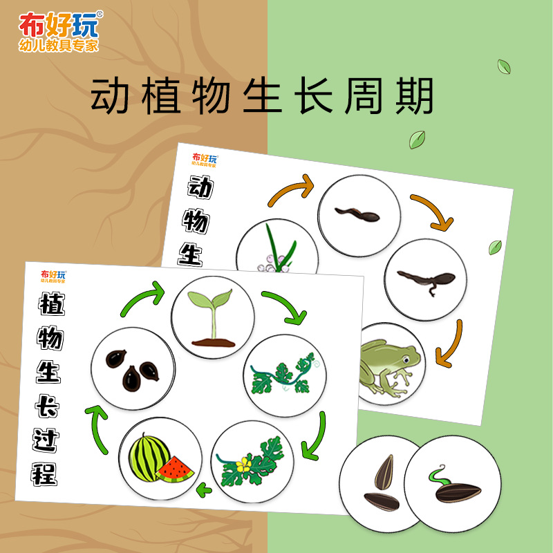 幼儿园区逻辑游戏教玩具动植物成长周期观察生长过程