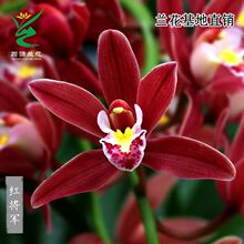 兰花苗建兰素花荷瓣名品 洛阳素荷 浓香盆栽植物室内四季好养花卉