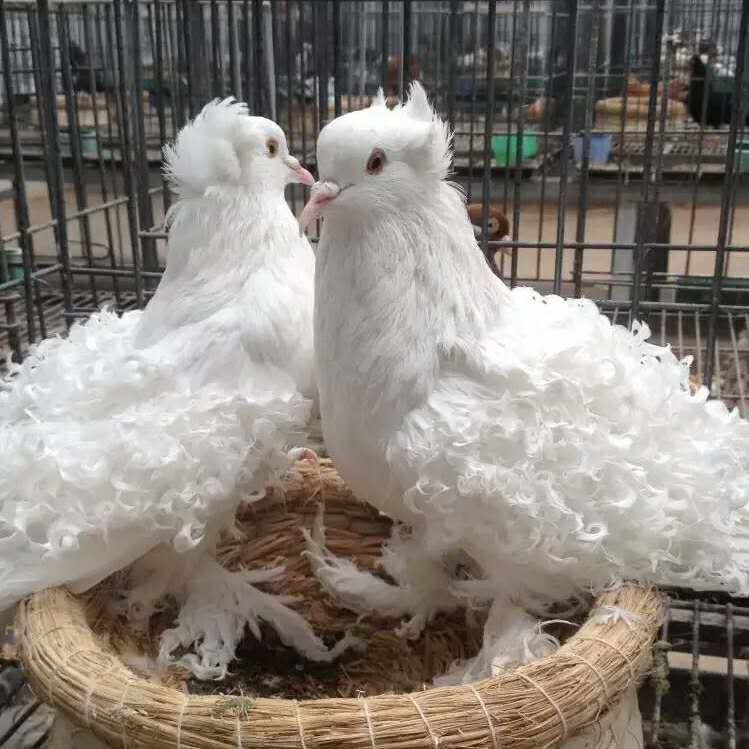 大体芙蓉鸽 马甲芙蓉鸽图片 后翻白芙蓉观赏鸽 芙蓉青年鸽子