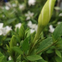 独杆小叶栀子花盆栽大颗好养植物室内花卉四季开花带花苞大花浓巧