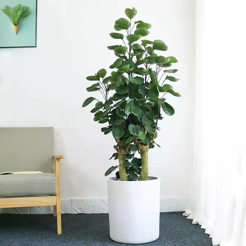 金钱兜大型盆栽金钱桐福禄圆叶桐钱树钱多多发财树金钱树室内绿植