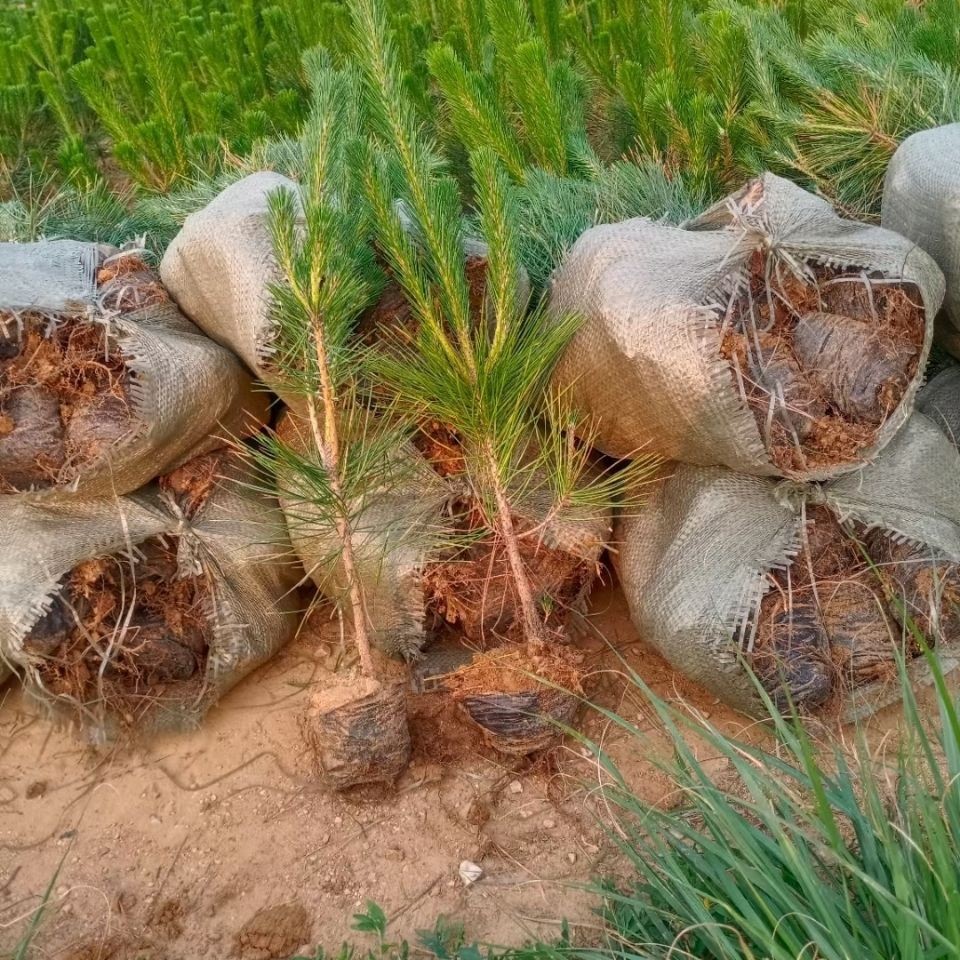 松树苗黑松树苗木迎客松盆景造型嫁接绿化花基地南方北方四季长青