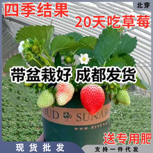 【带盆栽好】奶油草莓秧苗盆栽四季阳台种植南方北方室外种植大果