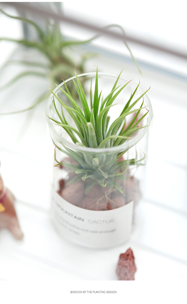 空气凤梨植物组合盆栽玻璃瓶办公桌懒人无土植物室内多肉套餐绿植