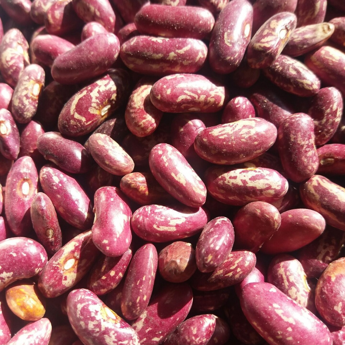 东北农家自产五谷豆类大红豆冰赤豆粥红腰豆红芸豆满10斤包邮