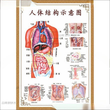 人体内脏解剖系统示意图医学宣传挂图人体器官心脏结构图医院报