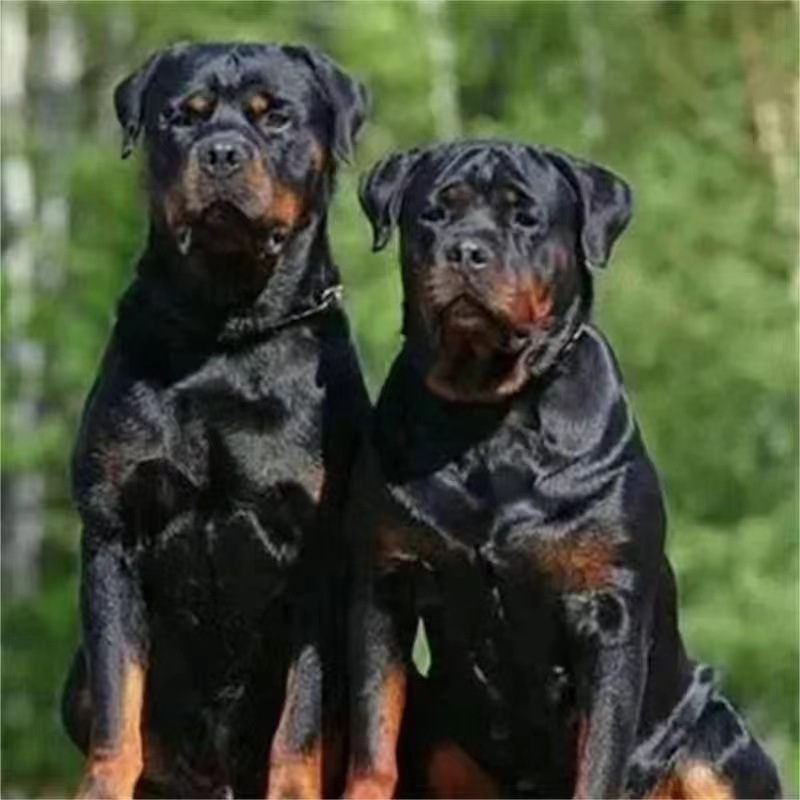 纯种罗威纳幼犬活体 罗威纳犬幼崽德系罗威纳 大型犬宠物狗-阿里巴巴