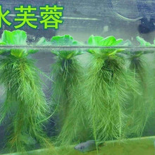 13Y浮萍水草芙蓉萍净化水质水培绿植庭院办公室鱼虾龟缸造景漂浮