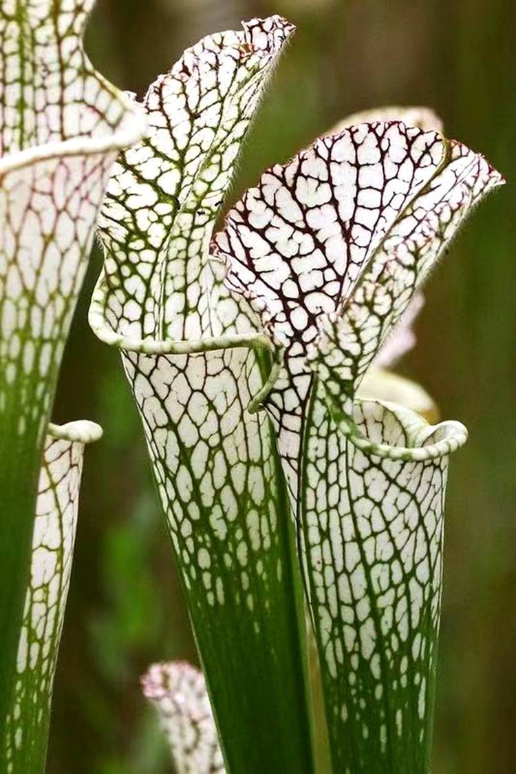 捕虫盆栽大嘴食虫盆栽捕蝇食虫花卉绿植多肉植物猪笼瓶子